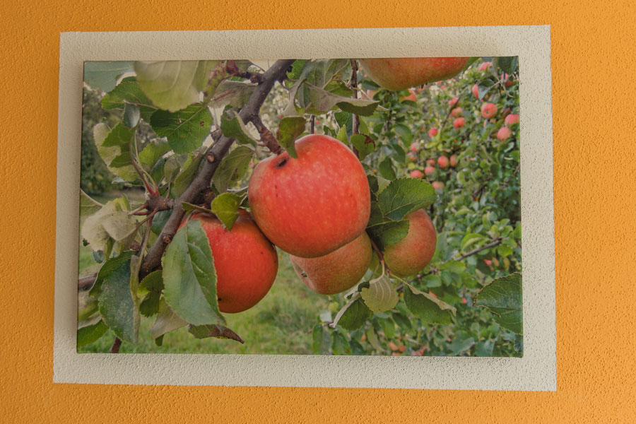 Ferienhof Hofer - Äpfel